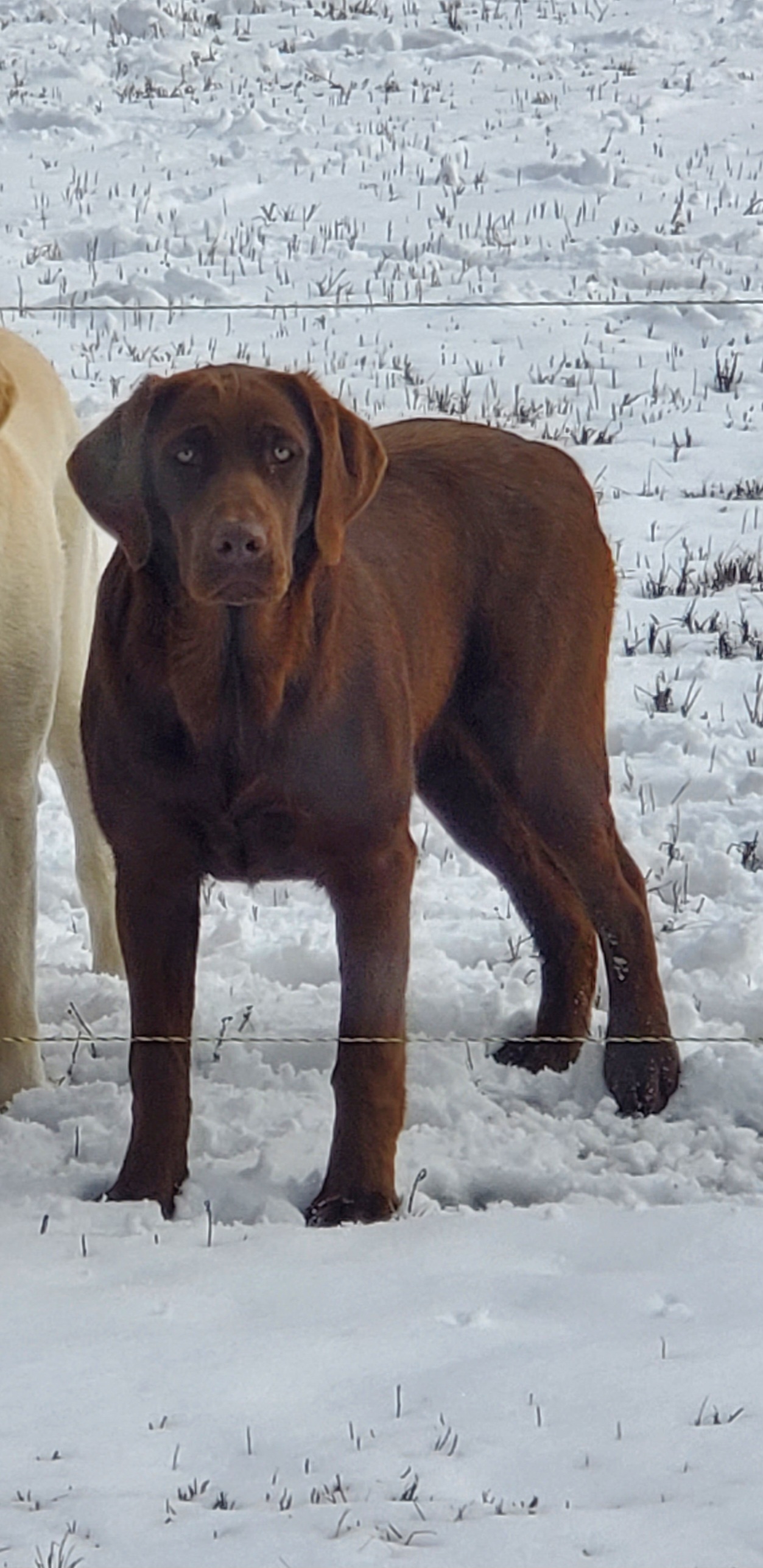 Jadis - Labrador Retriever