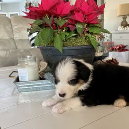Australian Shepherd Puppies from WC Ranch