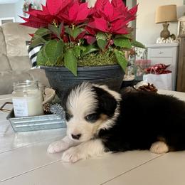 Australian Shepherd Puppies from WC Ranch