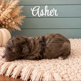 Asher - Merle male Goldendoodle puppy in Charlotte, North Carolina from Hopeful Heart Doodles