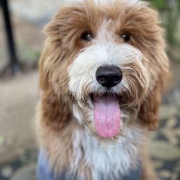 Maggie - Goldendoodle