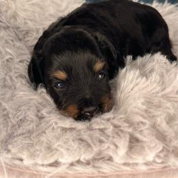 Raider - Black and silver male Miniature Schnauzer puppy in Norman, Oklahoma from Priscilla's Miniature Schnauzers