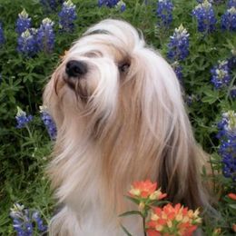 Scandal - Tibetan Terrier