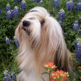 Scandal - Tibetan Terrier