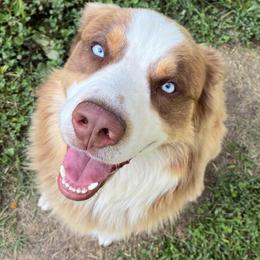Australian Shepherd Puppies from Hughes Heritage Aussies