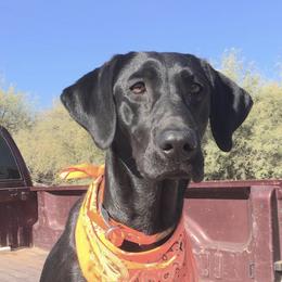 Labrador Retrievers from Dinas Duck Dogs