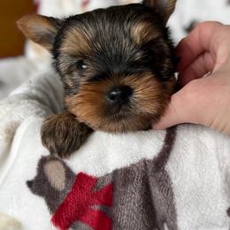 Athena - Blue and gold female Yorkshire Terrier puppy in Kendallville, Indiana from Yorkies Kisses/Rusalka Siren Song