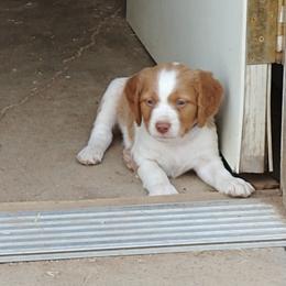 Brittany Puppies from Buster Pointe Brittanys