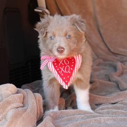 Taylor - AKC Reg - Lilac female Border Collie puppy in Courtland, Alabama from C Bar C Ranch Border Collies
