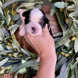 Boy 4 - Tri-color male Bernedoodle puppy in Superior, Arizona from Mountain Bridge Doodles