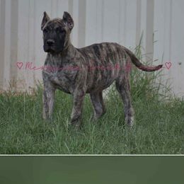 Beth Dutton - Tiger female Perro de Presa Canario puppy in Las Cruces, New Mexico from Mesquite Creek Kennels