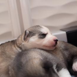 Radiance - Gray and white female Siberian Husky puppy in Greenville, North Carolina from Ivie Huskies