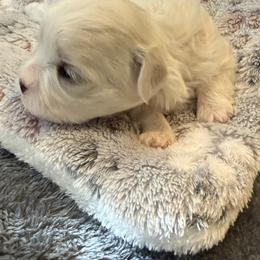 Lory - White female Maltese puppy in Temecula, California from Biewer & Maltese Puppies