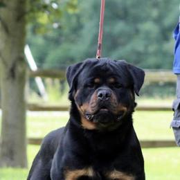 TKS TOP GUN - Black and mahogany male Rottweiler puppy in Lima, Ohio from Vom Hause Bishop