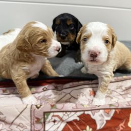 Benny Mini - Red male Bernedoodle puppy in Wamego, Kansas from Doodles of Oz