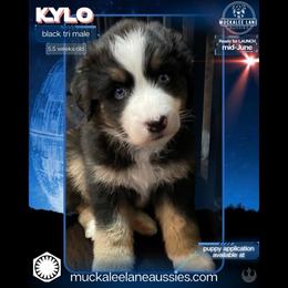 Kylo - Black tri-color male Australian Shepherd puppy in Albany, Georgia from Muckalee Lane Aussies