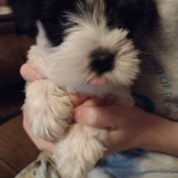 Miniature Schnauzer Puppies from Sky & Ivy Farms