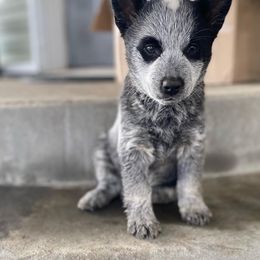 Australian Cattle Dog Puppies from Dusty Boots Ranch