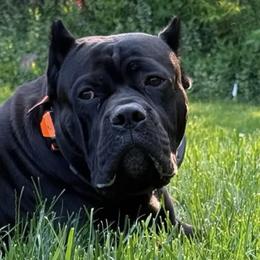 Cane Corso from BigBang Cane Corso