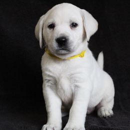 Labrador Retriever Puppies from Ruckus Family Labs