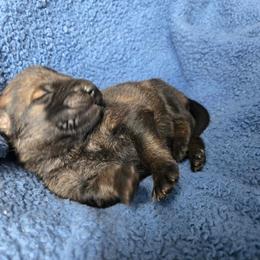 M 2500 - Sable male German Shepherd puppy in Buckfield, Maine from Levesques German Shepherds