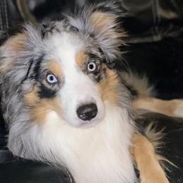 Miniature Australian Shepherds from Wild Arrow Aussies