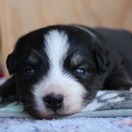 Lestrade - Black tri male Miniature Australian Shepherd puppy in Daytona Beach, Florida from Underhill Aussies