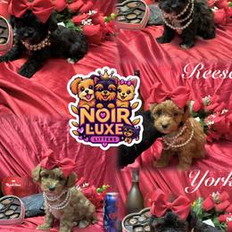 Yorkipoo puppies from Noir Luxe Litters of NJ