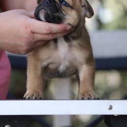 McRib - Fawn and white male French Bulldog puppy in Pueblo, Colorado from Double B Bulldogs