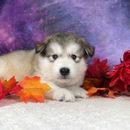 Forest - Sable and white male Alaskan Malamute puppy in Spokane, Washington from Asgard Wooly Malamutes