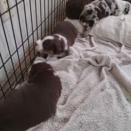 Australian Shepherd Puppies from BJ's Aussie