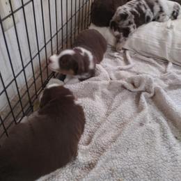 Australian Shepherd Puppies from BJ's Aussie