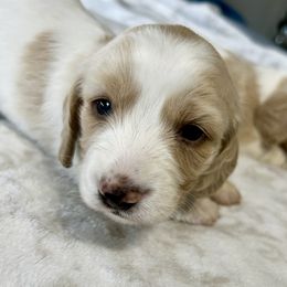 Penny - Piebald female Dachshund puppy in Perry, Georgia from Monahan Dachshunds
