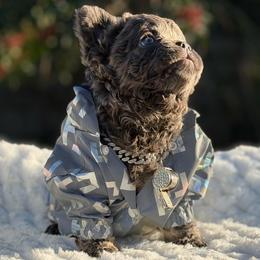 Mr. Bullion - Lilac tri-color male Bulldog puppy in Rockledge, Florida from BV Bulldogs