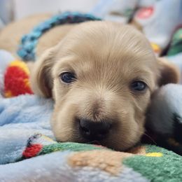 Confetti - Cream male Dachshund puppy in Sacramento, California from MiniDoxPups