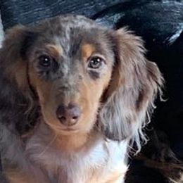 Dachshunds from JAM Doxies