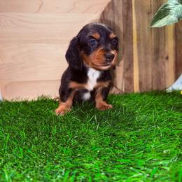 Tri Color Female 3500 - Black and tan female Dachshund puppy in Apopka, Florida from The HotDog Stand