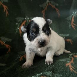 Girl 3 - Blue female Australian Cattle Dog puppy in Irvington, Kentucky from Dry Valley’s Australian Cattle Dogs