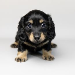 Cheddar - Black and cream male Dachshund puppy in Boswell, Indiana from Golden Moose Homestead