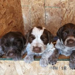 Wirehaired Pointing Griffon Puppies from Idaho Wirehaired Pointing Griffons