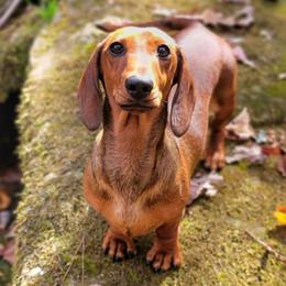 Jeannie - Red female Dachshund puppy in Mountain Grove, Missouri from Blueprint K9 Dachshunds- www.BlueprintK9.com