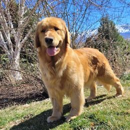 Pixel - Golden Retriever