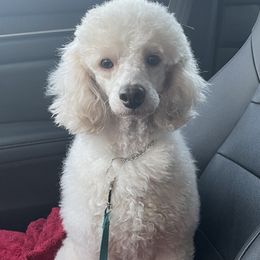 Goldendoodles and Poodles from Painted Rose Poodles and Doodles
