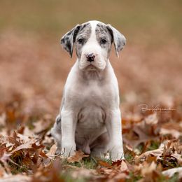 Dumbledore - Great Dane puppy from Foto Danes