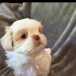 Boy 3 - Gold and white male Shih Tzu puppy in Birch River, West Virginia from Karen's Shih Tzus