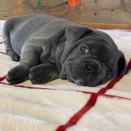 French Bulldog Puppies from 1011 French Bulldogs