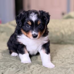 Black Tri Female number 2 - Black tri female Miniature American Shepherd puppy in Cowlitz County, Washington from Pleasant Woods Miniature American Shepherds