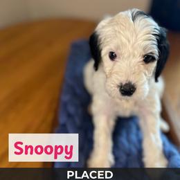 Miss Piggy - Black and white female Springerdoodle puppy in Cassville, Wisconsin from Storyside Kennels