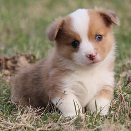 Sable Merle Male - Sable merle and white male American Corgi puppy in Cameron, Texas from Moonstone Corgis & Frenchies