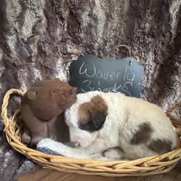 Waverly - Brown and white male Saint Berdoodle puppy in Traverse City, Michigan from Bare Paws Saint Berdoodles